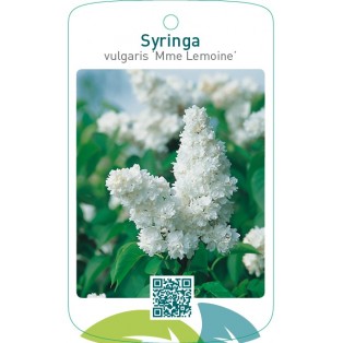 Syringa vulgaris ‘Mme Lemoine’