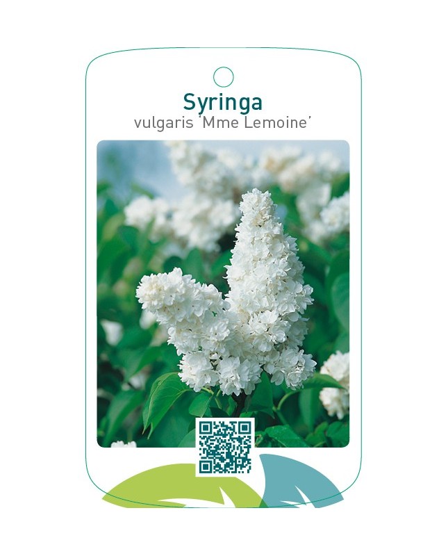 Syringa vulgaris ‘Mme Lemoine’
