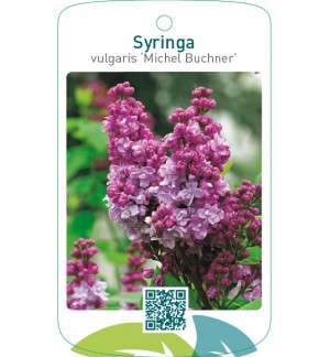Syringa vulgaris ‘Michel Buchner’