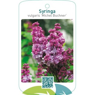 Syringa vulgaris ‘Michel Buchner’