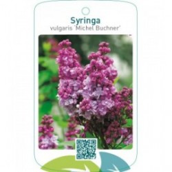 Syringa vulgaris ‘Michel Buchner’