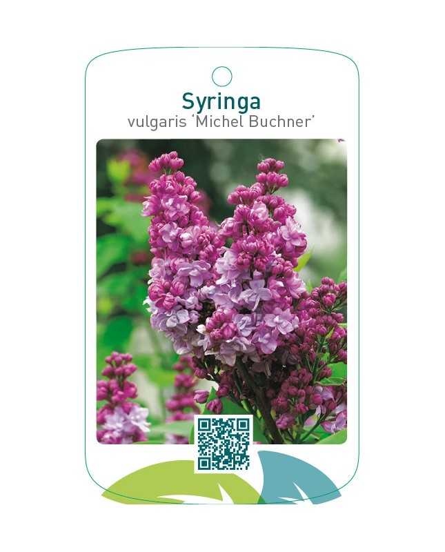 Syringa vulgaris ‘Michel Buchner’