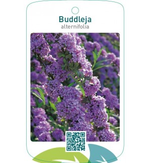 Buddleja alternifolia