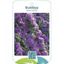 Buddleja alternifolia