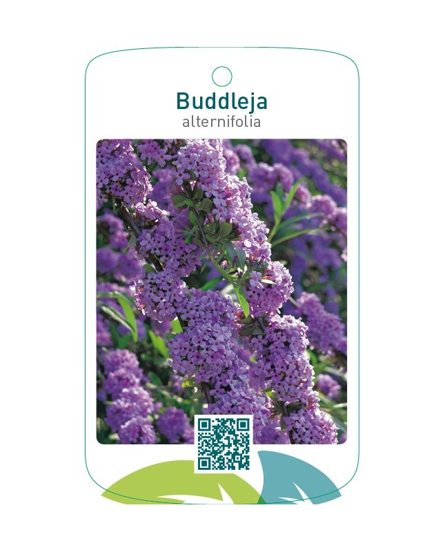 Buddleja alternifolia