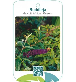 Buddleja davidii ‘African Queen’