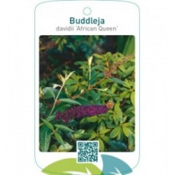 Buddleja davidii ‘African Queen’