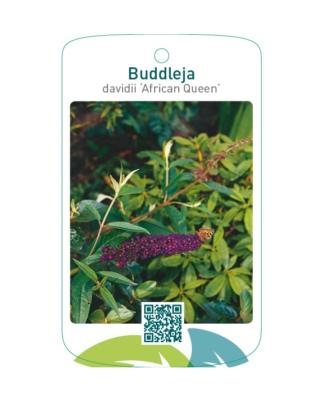 Buddleja davidii ‘African Queen’