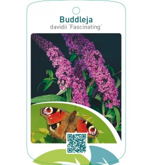 Buddleja davidii ‘Fascinating’