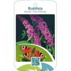 Buddleja davidii ‘Fascinating’