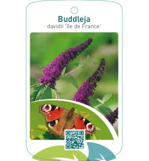 Buddleja davidii ‘Ile de France’