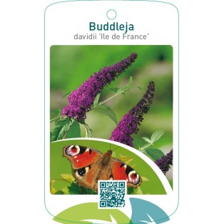 Buddleja davidii ‘Ile de France’