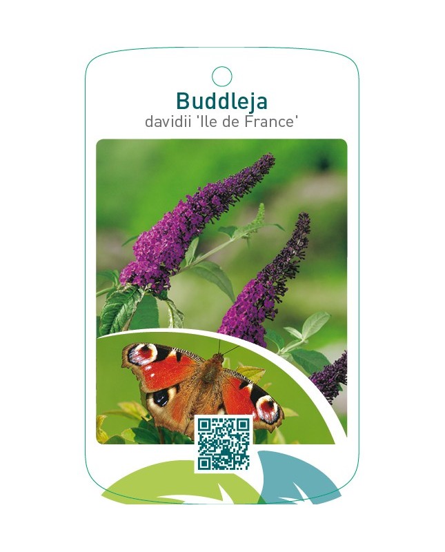 Buddleja davidii ‘Ile de France’