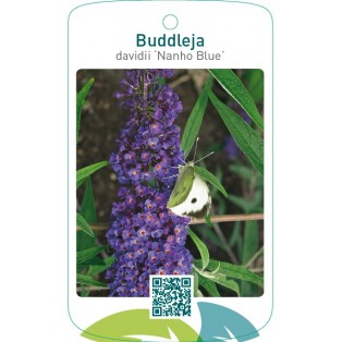 Buddleja davidii ‘Nanho Blue’