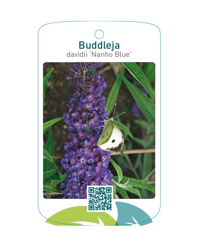 Buddleja davidii ‘Nanho Blue’