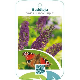 Buddleja davidii ‘Nanho Purple’