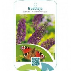 Buddleja davidii ‘Nanho Purple’