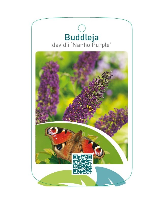 Buddleja davidii ‘Nanho Purple’