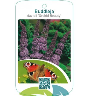 Buddleja davidii ‘Orchid Beauty’