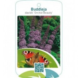Buddleja davidii ‘Orchid Beauty’