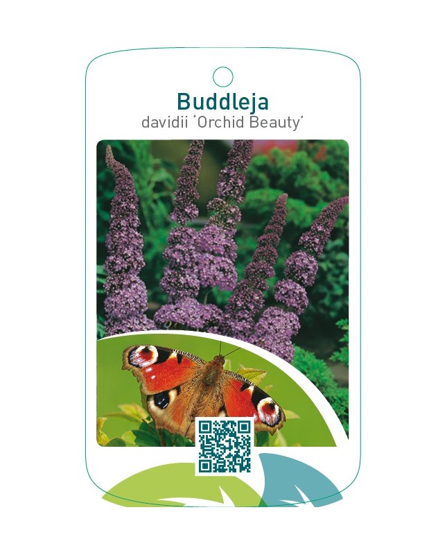 Buddleja davidii ‘Orchid Beauty’