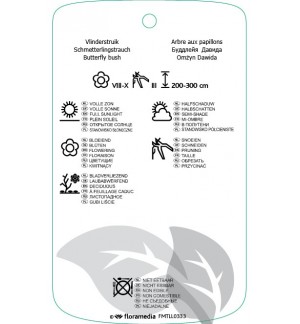Etichette di Buddleja davidii ‘Orchid Beauty’ *