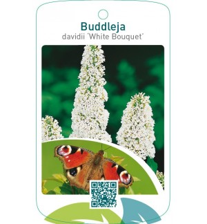 Buddleja davidii ‘White Bouquet’