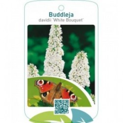 Buddleja davidii ‘White Bouquet’