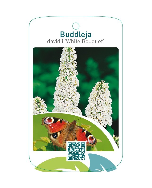 Buddleja davidii ‘White Bouquet’