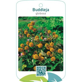 Buddleja globosa