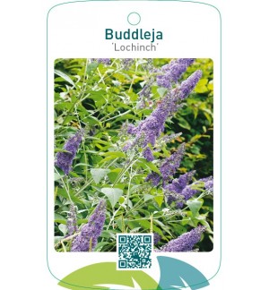 Buddleja ‘Lochinch’