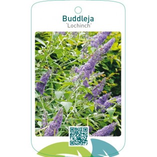 Buddleja ‘Lochinch’