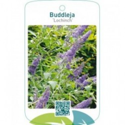 Buddleja ‘Lochinch’