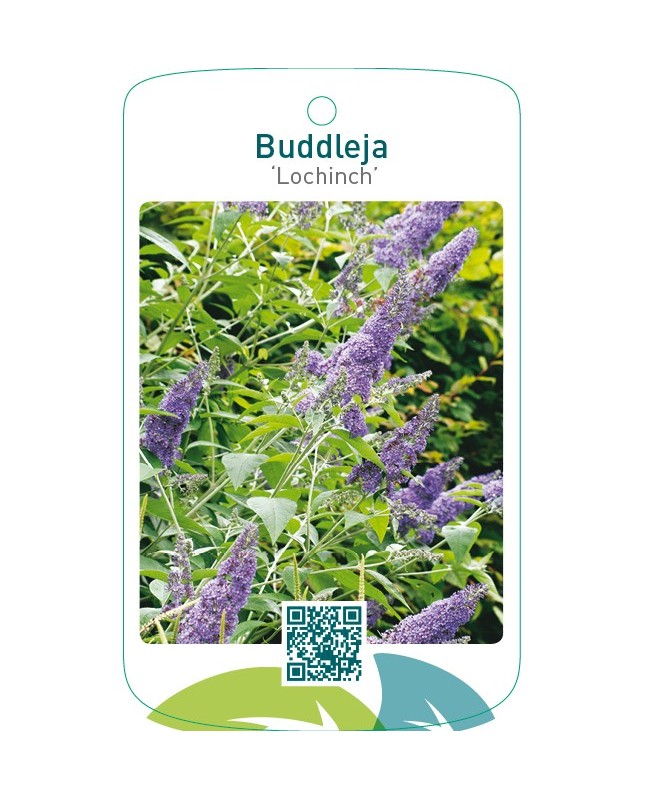 Buddleja ‘Lochinch’