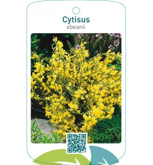 Cytisus xbeanii