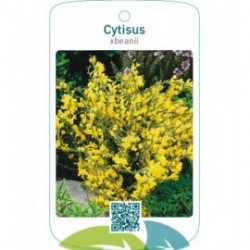 Cytisus xbeanii