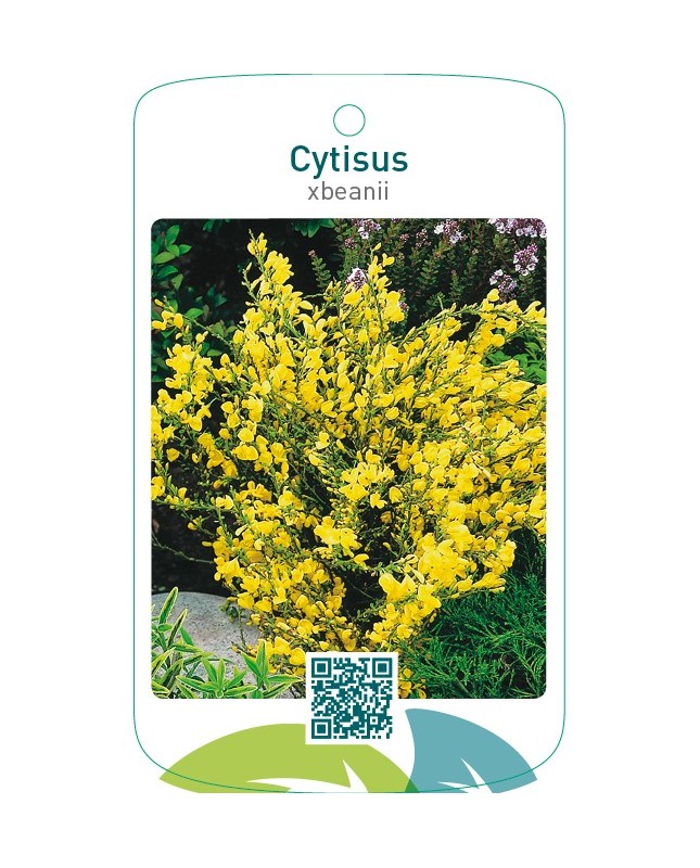 Cytisus xbeanii