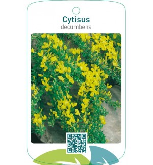 Cytisus decumbens