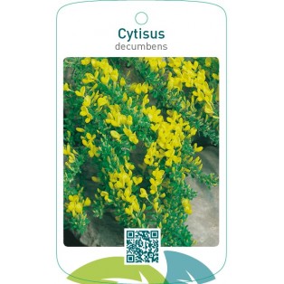 Cytisus decumbens