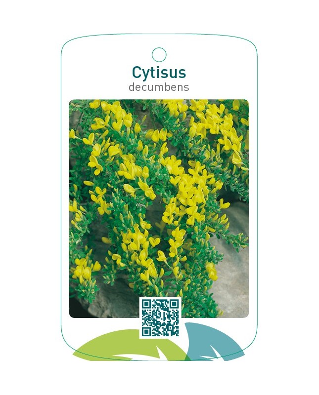 Cytisus decumbens
