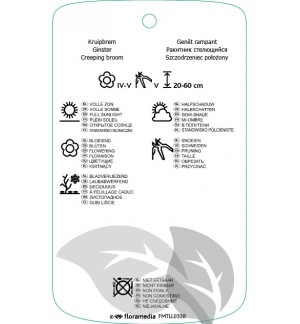 Etichette di Cytisus dicumbens *