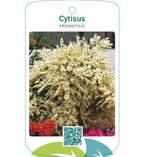 Cytisus xkewensis