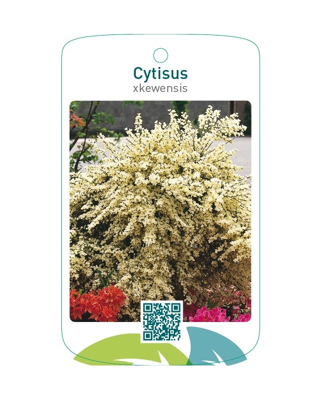 Cytisus xkewensis