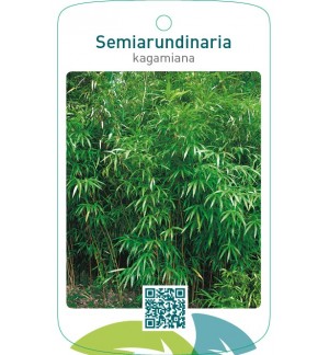 Semiarundinaria kagamiana