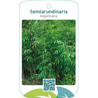 Semiarundinaria kagamiana