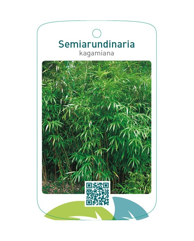 Semiarundinaria kagamiana