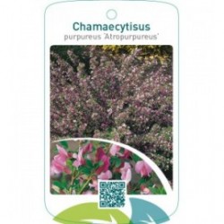 Chamaecytisus purpureus ‘Atropurpureus’