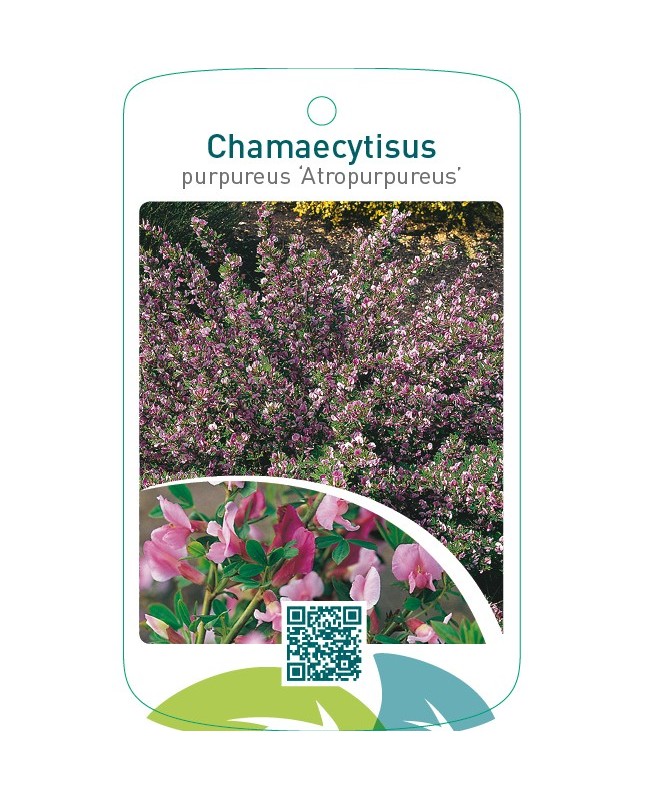Chamaecytisus purpureus ‘Atropurpureus’