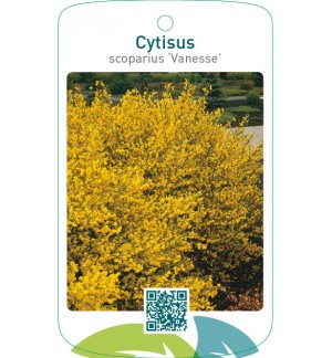 Cytisus scoparius ‘Vanesse’