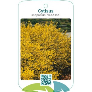 Cytisus scoparius ‘Vanesse’
